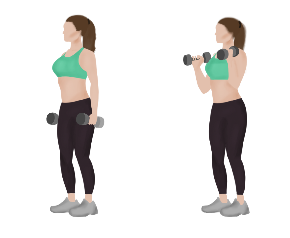 Standing Dumbbell Bicep Curl
